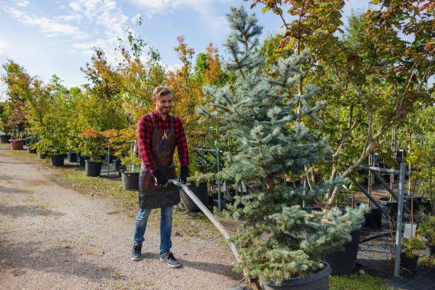 Why Choose Our Tree Removal Services in Teague, TX?